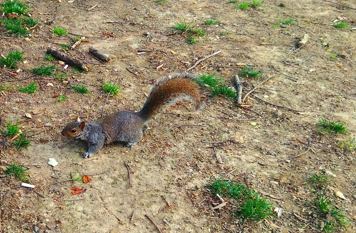 VIDEO-Tupeu de veveriță: a intrat într-o casă din Cisnădioara să mănânce