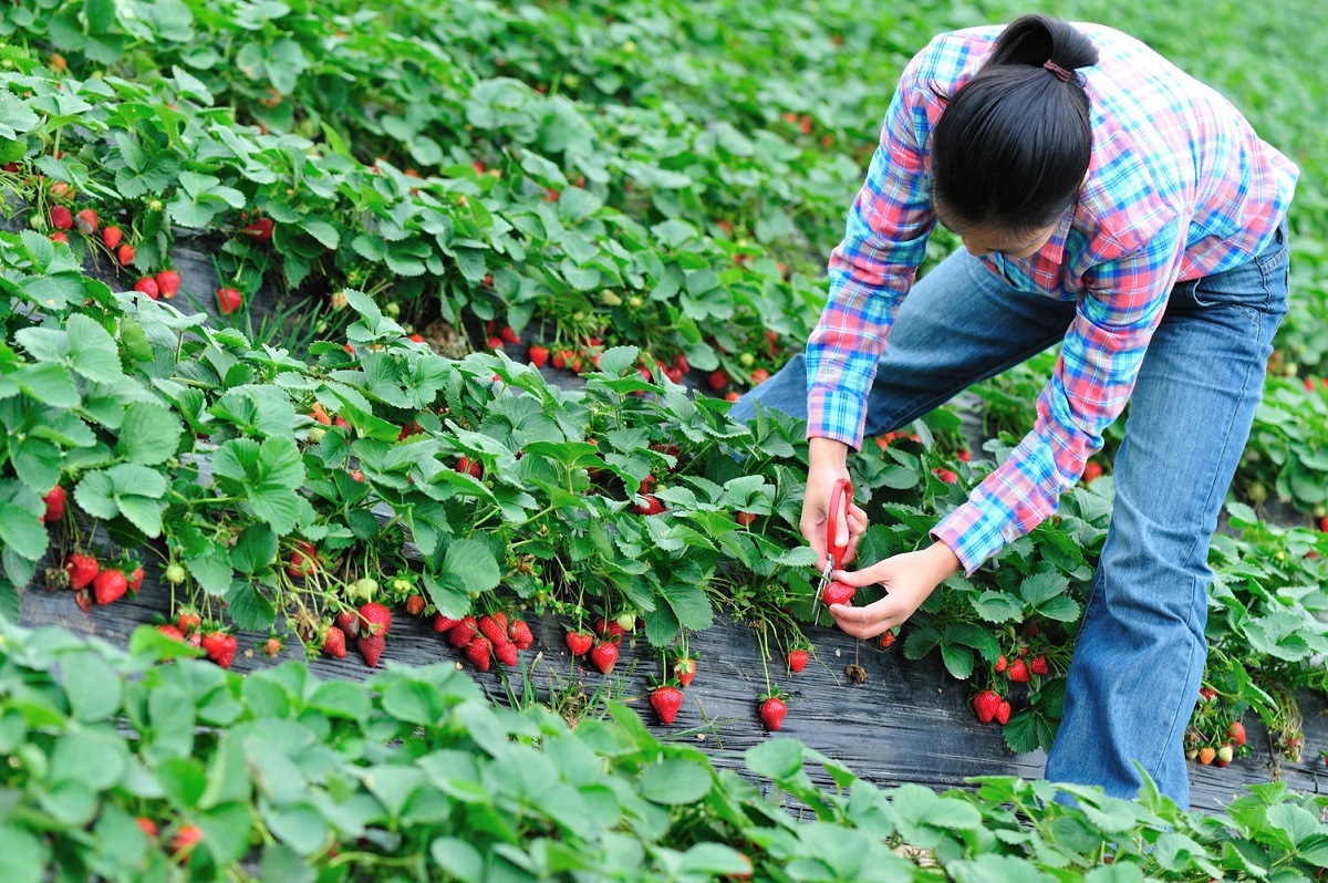 800 locuri de muncă pentru căpșunari, în Spania