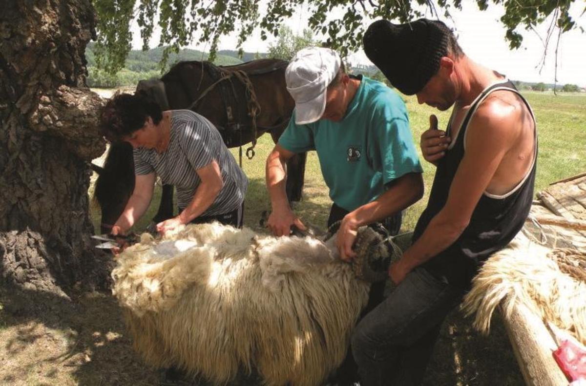 România poate colecta 30.000 de tone de lână prin 31 de centre specializate