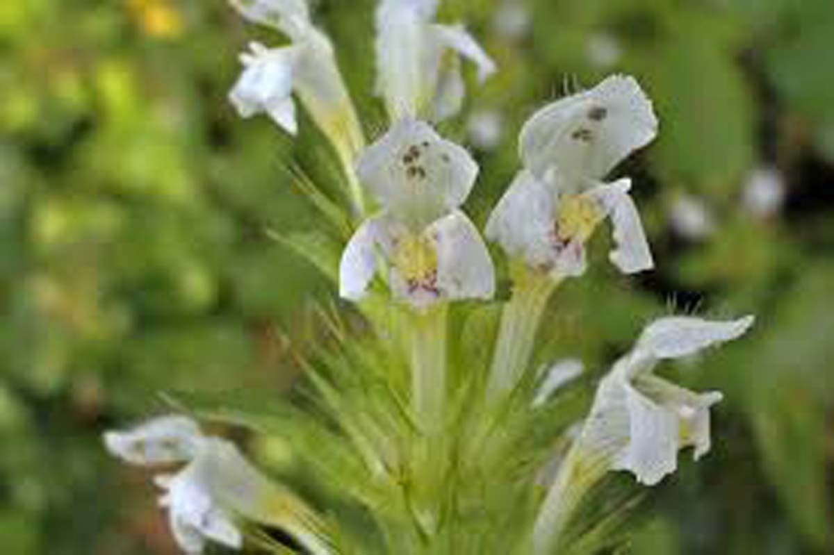 Medicina naturistă Tapoşnicul (Galeopsis segetum)