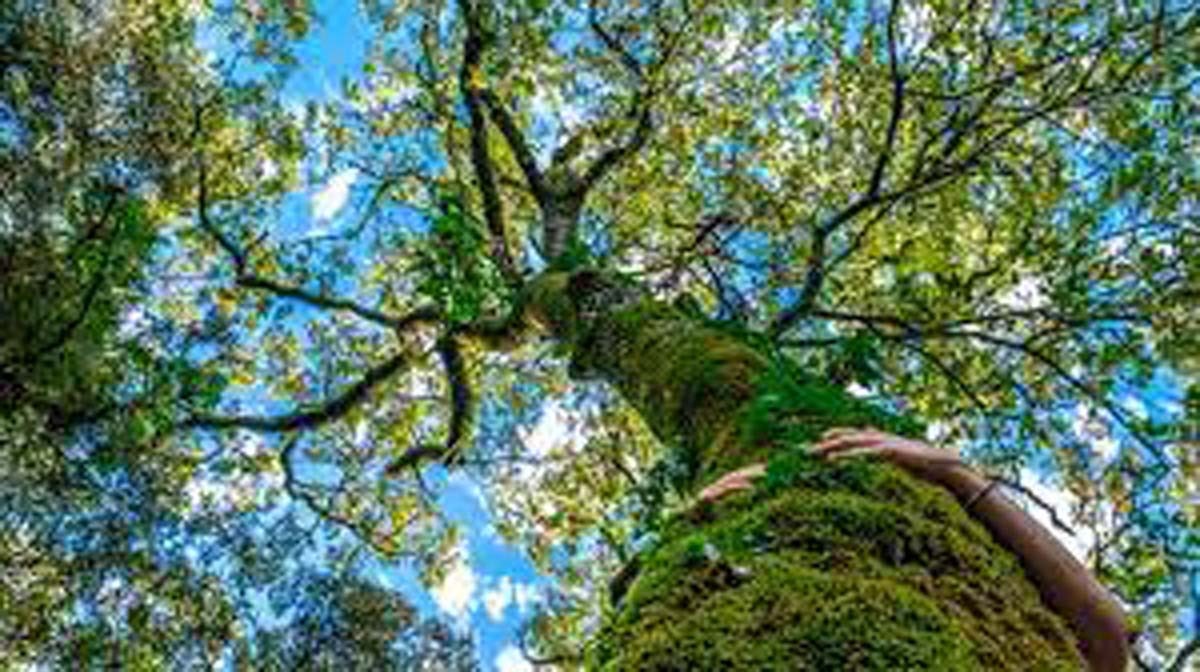 Medicina naturistă: Puterea vindecătoare a arborilor