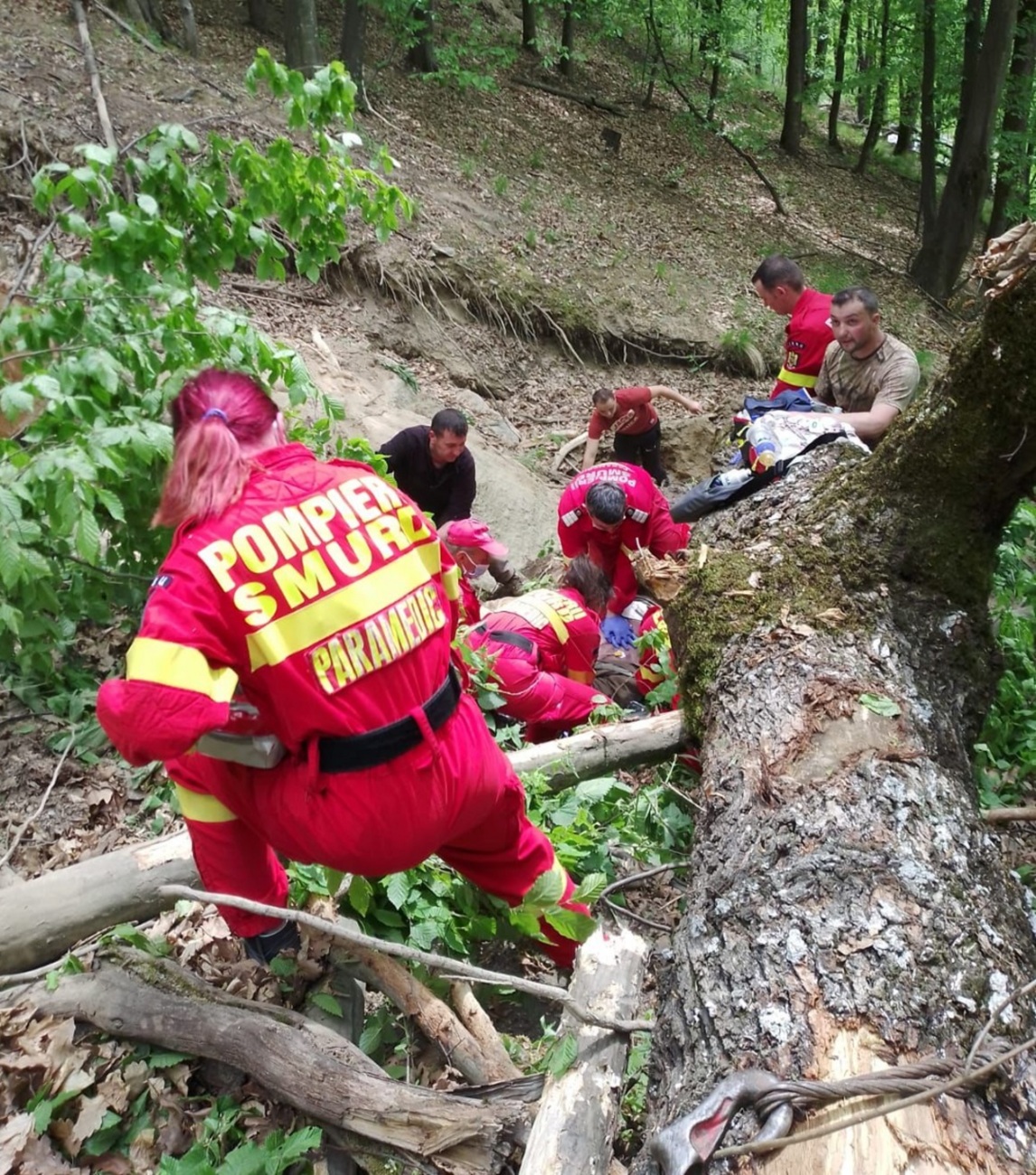 Un bărbat a murit sub un copac doborât în pădurea din Jina