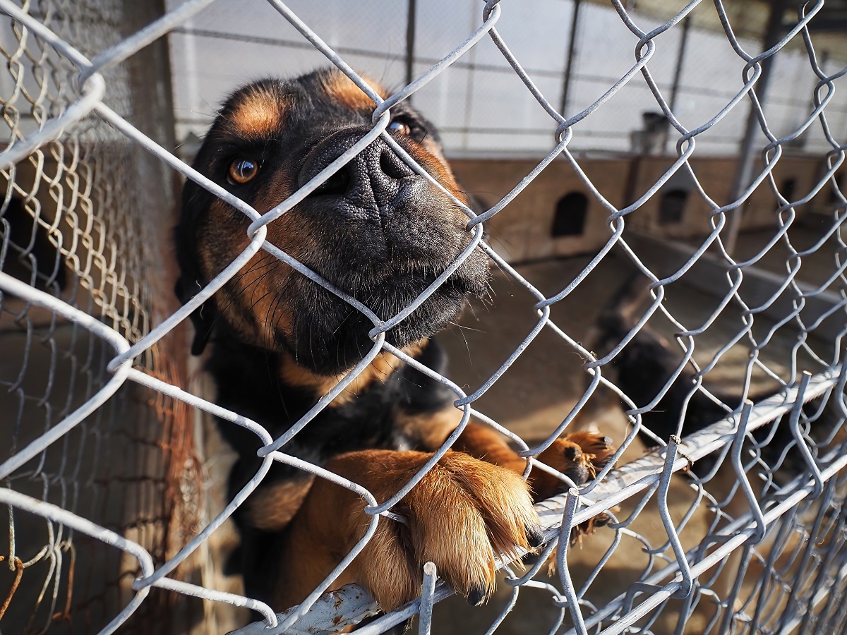 FOTO: Peste 200 de sibieni au fost mușcați de câini în 2022. Sunt campanii dese de strângere a maidanezilor de pe străzi