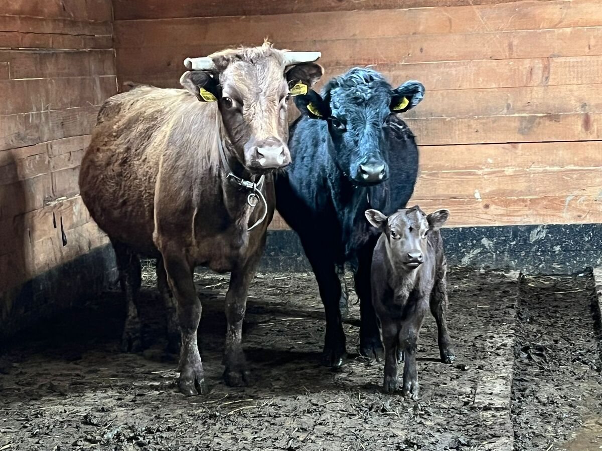Încă patru noi „locatari” la Zoo Sibiu