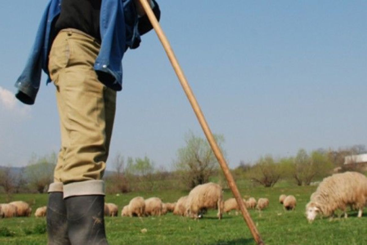 Conflict între ciobani la o stână din Alțâna, încheiat cu crimă