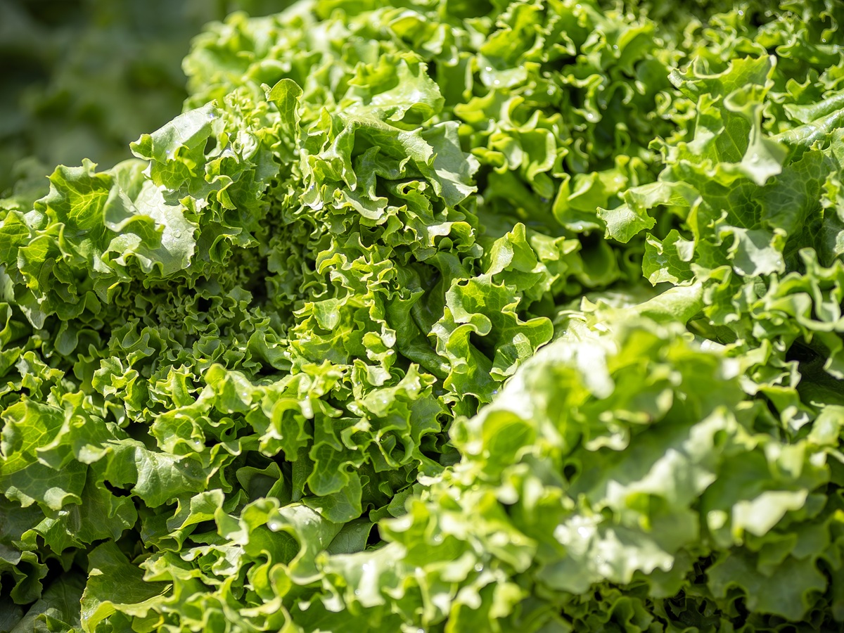 Ce legume poți semăna sau planta în această perioadă