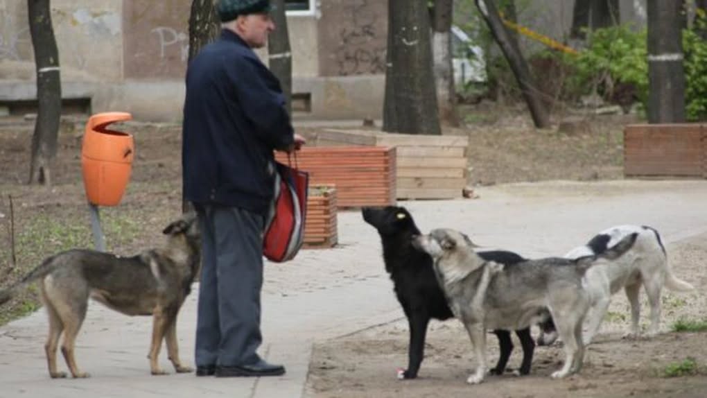 Câinii fără stăpân, o problemă în Copșa Mică. Autoritățile cer ajutorul cetățenilor