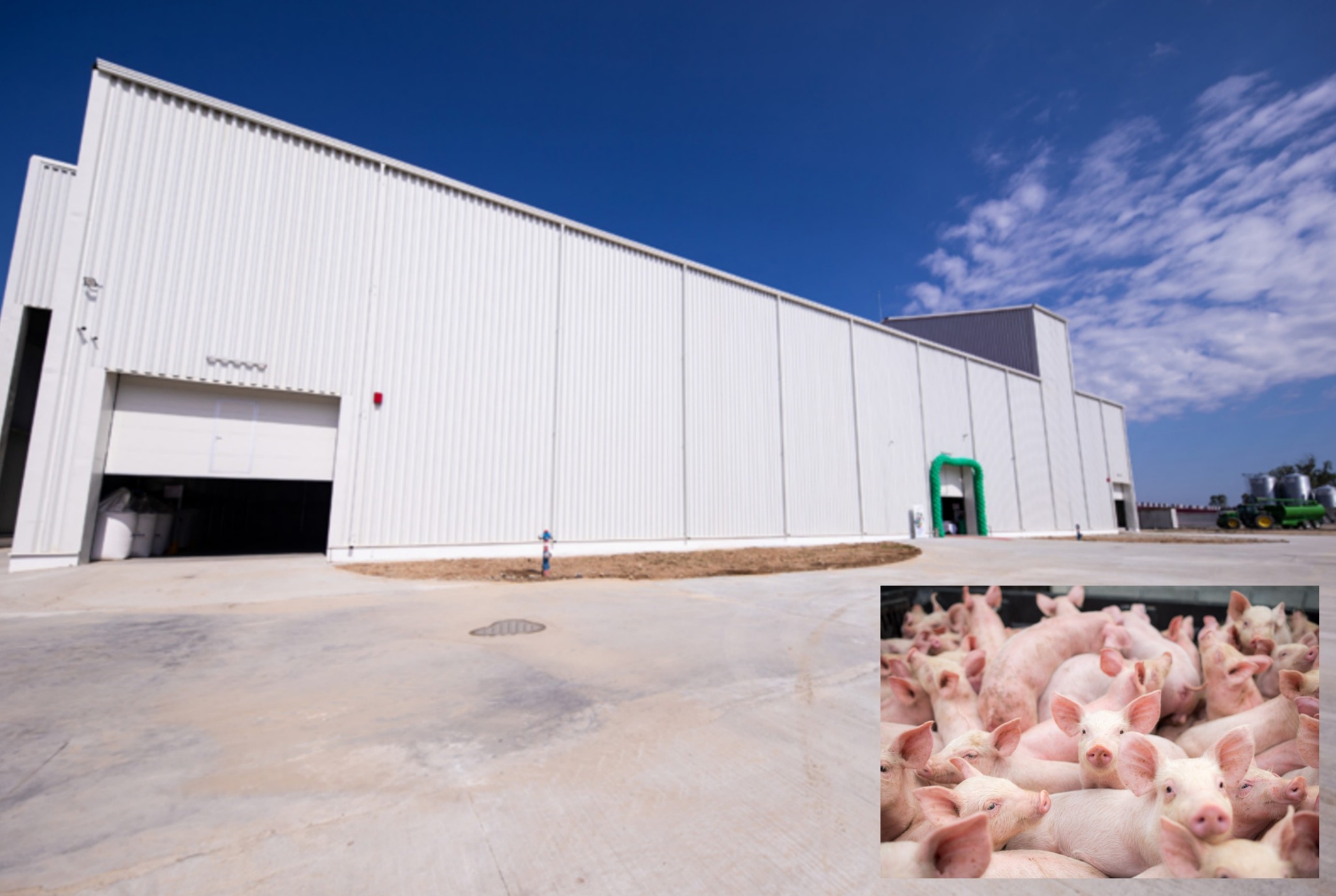 Avrig: Dezbatere publică pentru revizuirea autorizației de mediu a fermei de porci