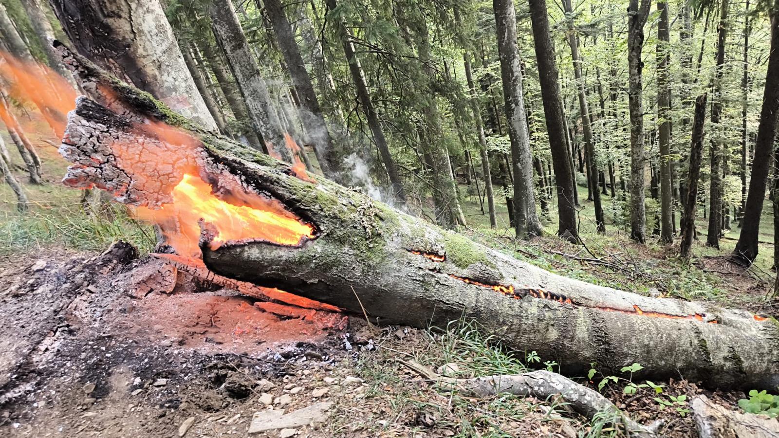 Pericol URIAȘ în vecinătatea Cabanei Suru. Turiștii au dat foc unui arbore prăbușit, în inima pădurii. Flăcările, mistuite cu sute de litri de apă!