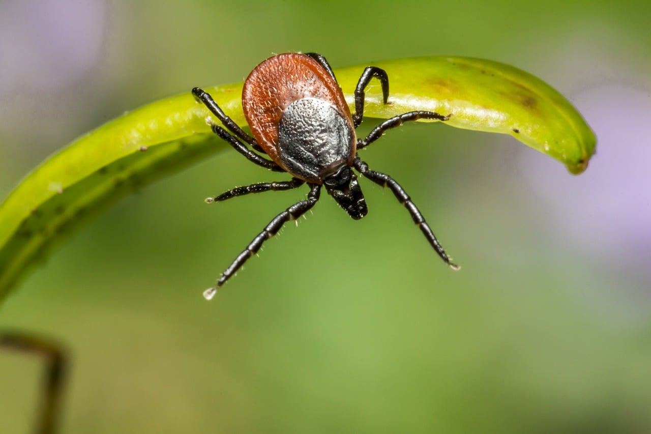 Șelimbăr: Dezinsecție pentru insectele zburătoare și târâtoare