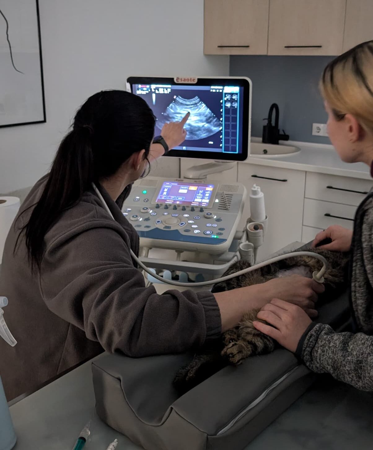 Spitalul Veterinar Transilvania: medicina de top pentru animale, construită pe experiență germană și cu viziune locală