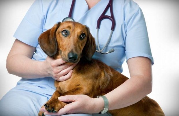 Mediaș: Campanie de sterilizare și microcipare a animalelor de companie
