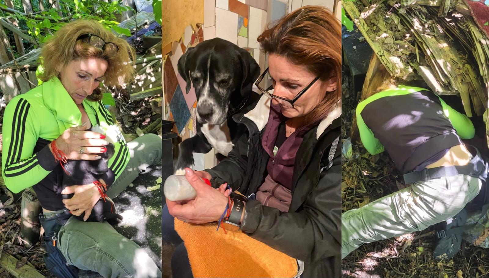 Și-a dedicat 10 ani din viață să salveze animalele aflate în primejdie: Adina Durcău, supereroina de la Animal Life Sibiu