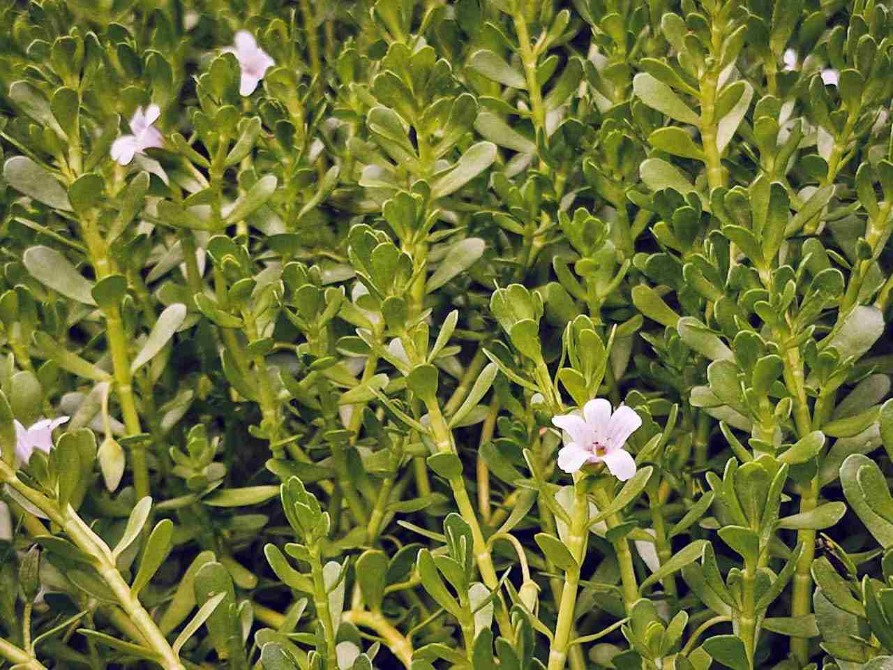 Bacopa monnieri ajută memoria?