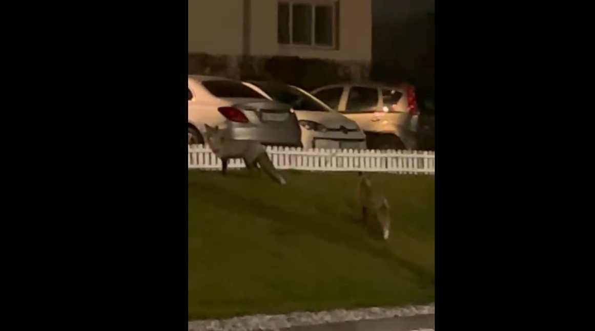 VIDEO. Două vulpi au făcut spectacol în Valea Aurie