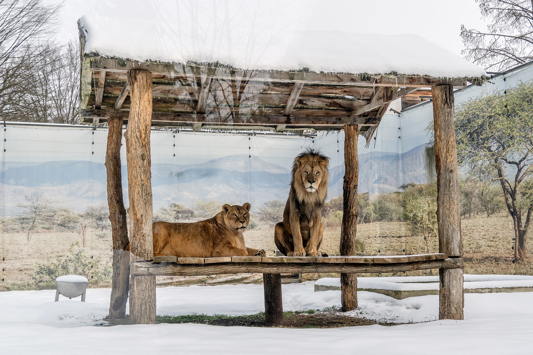 Cum sunt protejate animalele de la Zoo Sibiu în timpul gerului: încălzire suplimentară pentru speciile sensibile