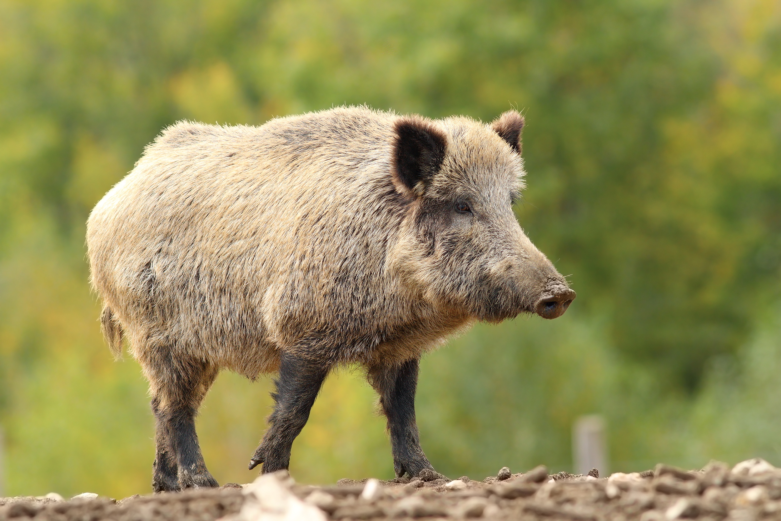 Focar de pestă porcină africană în nordul județului. Șapte sate sunt vizate