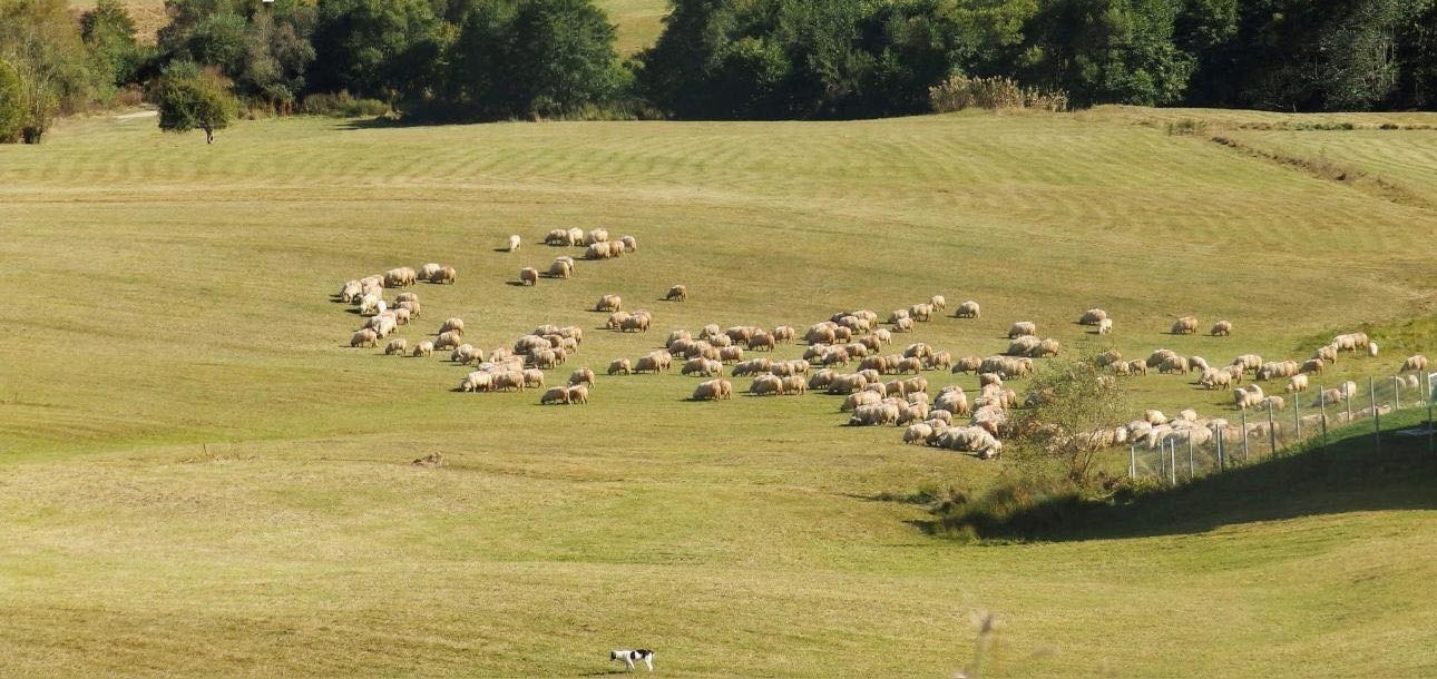 Sadu: Pășunile alpine Brăneasa II și  Mășca vor fi închiriate crescătorilor de ovine
