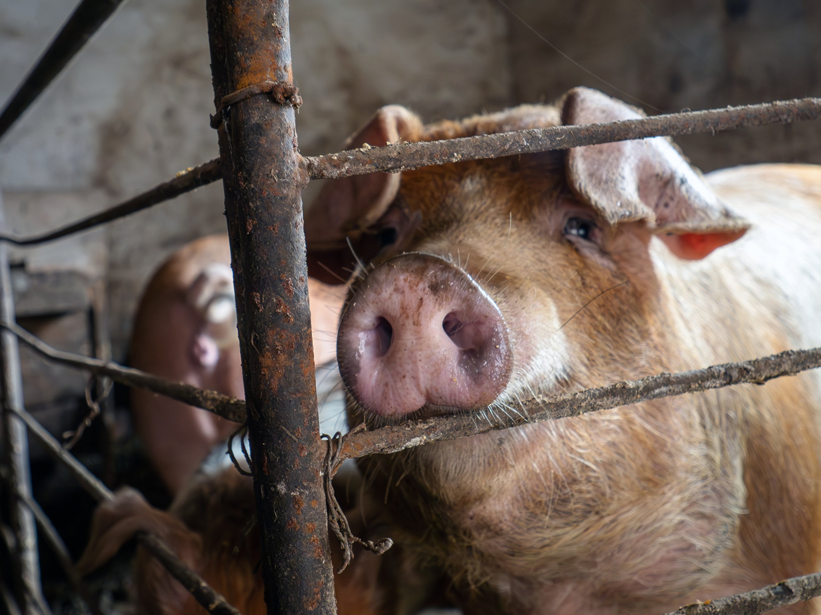 Alertă: Fondurile cinegetice din județ afectate de pesta porcină africană. Plan de măsuri aprobat la Prefectură