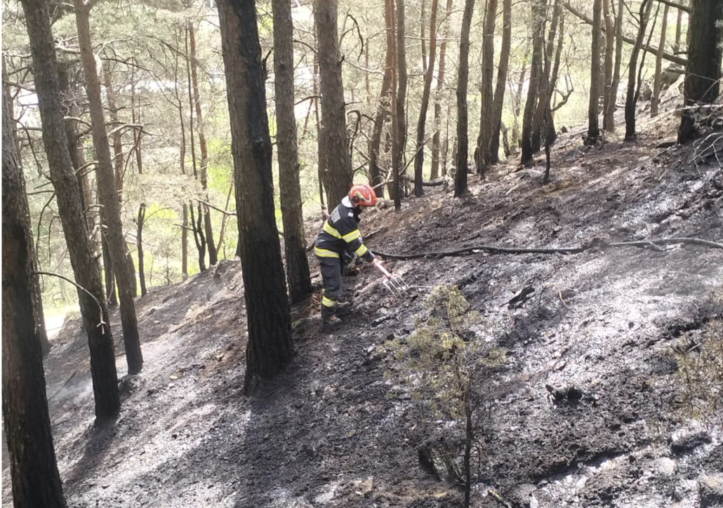 Flăcări în pădure, la Sadu. Incendiu pe 500 de metri pătrați