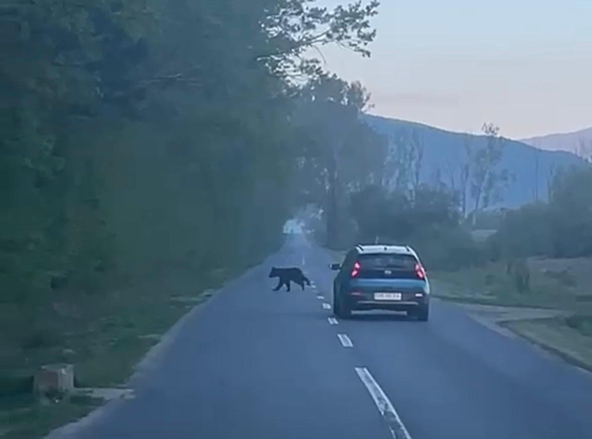 Video: Urs filmat lângă Sibiu