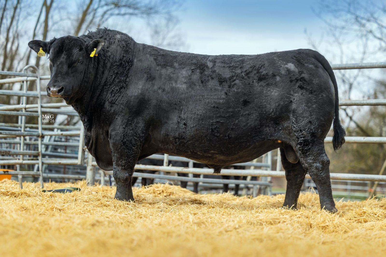 Elita europeană a industriei Angus ajunge la Sibiu: European Angus Forum 2026 va avea loc la Marpod