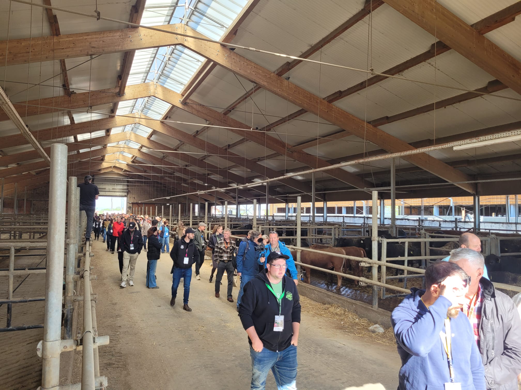 La poalele Făgărașului, ferma Androangus impresionează industria Angus