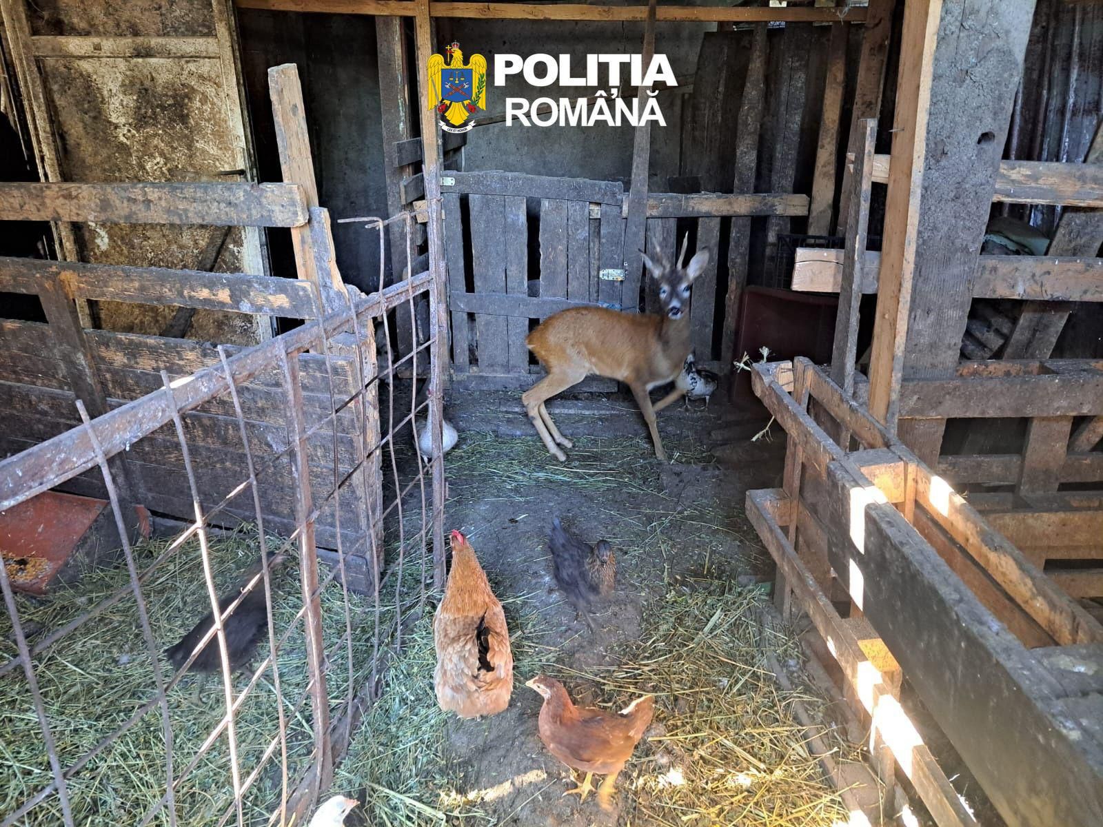 Arme deținute ilegal, muniție și doi căpriori ținuți în captivitate
