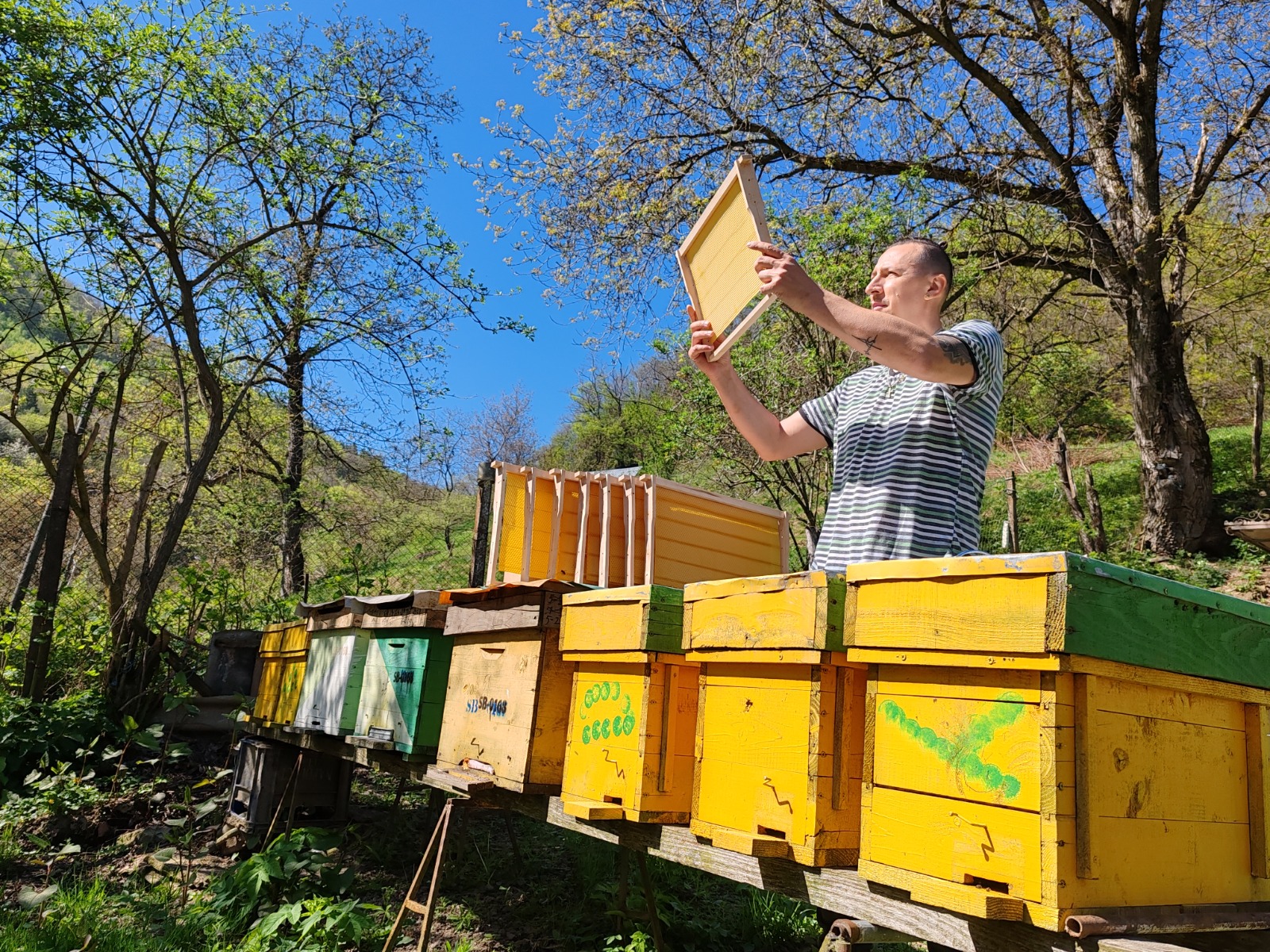 Cosmin Herța, apicultorul ecologic sibian care a schimbat legislația europeană a mierii