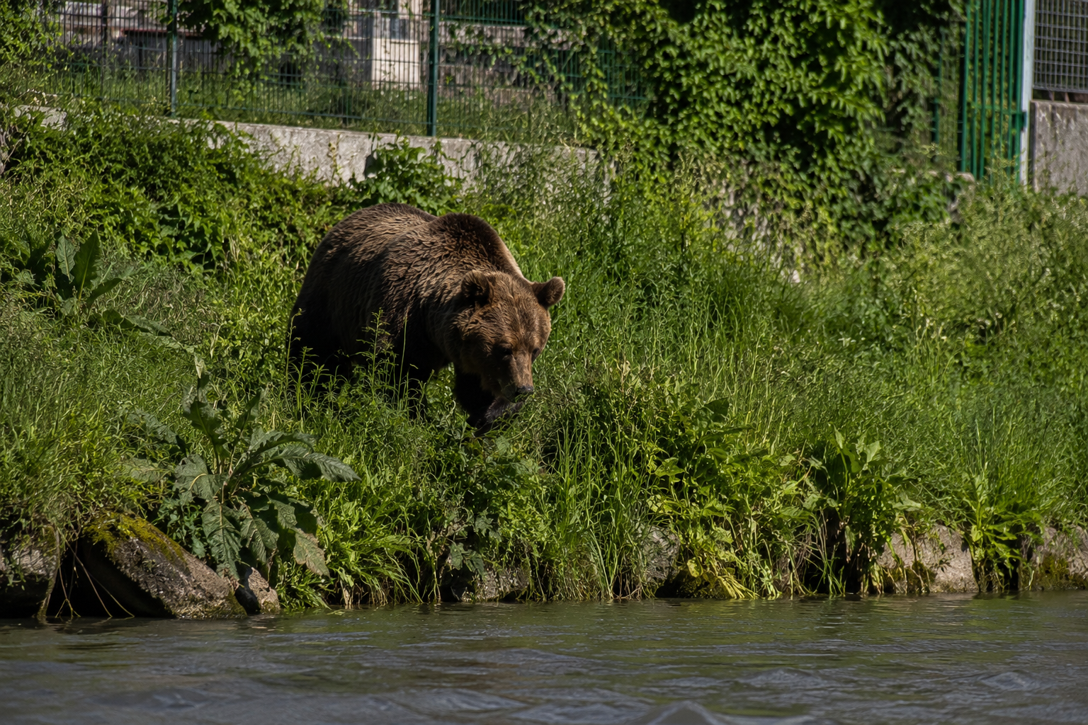 Urs observat pe malul Cibinului, în cartierul Lazaret. Autoritățile au emis RO-Alert