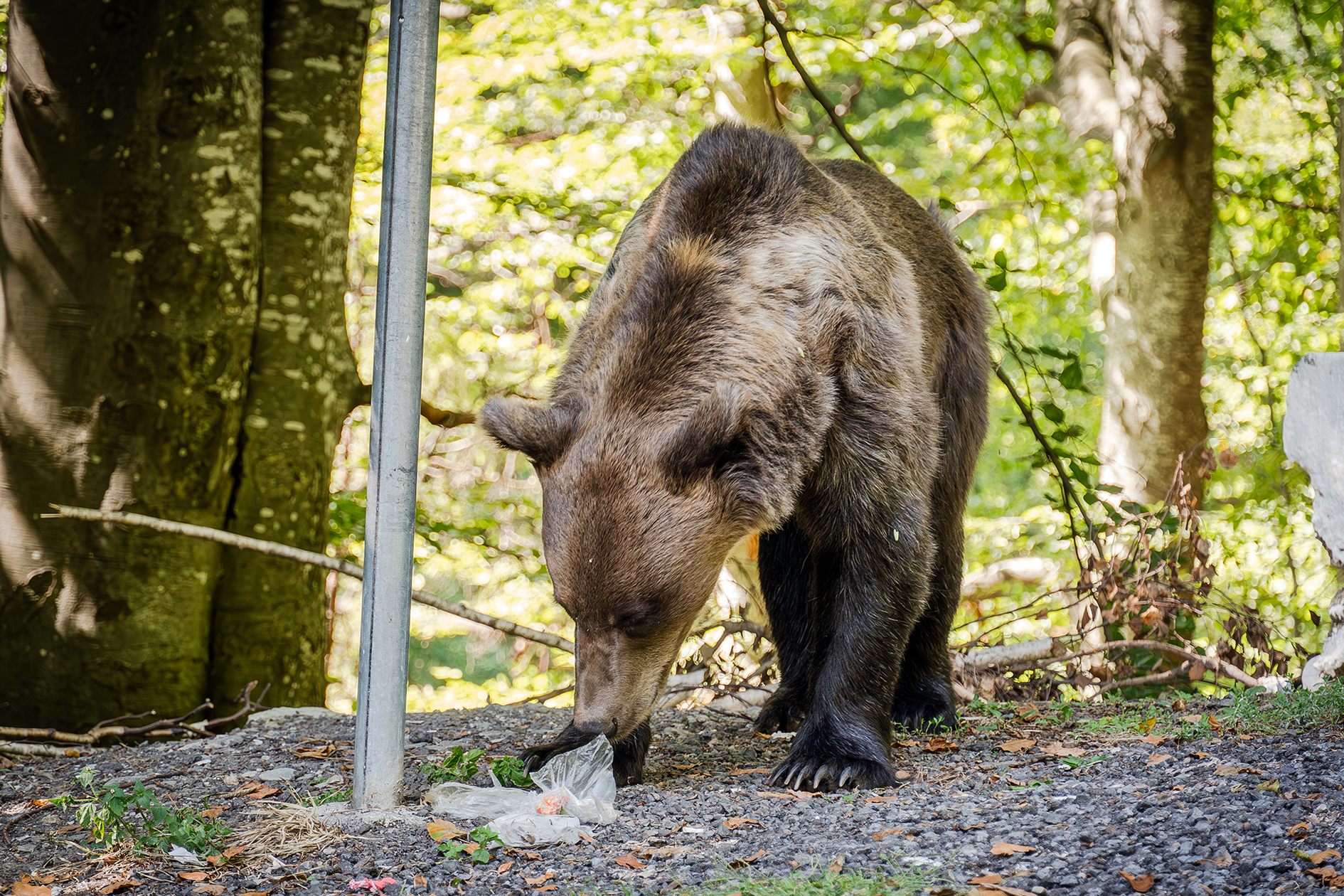 Urs împușcat pe Valea Avrigului după ce a intrat într-o gospodărie și a ucis 20 de găini