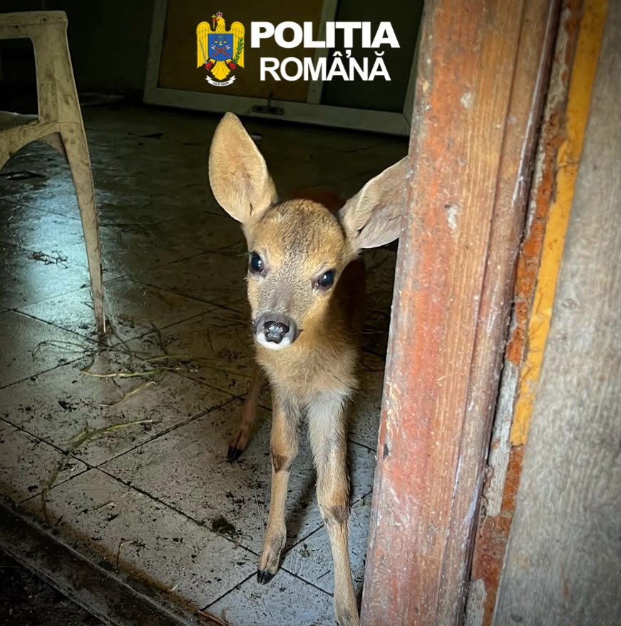 Pui de căprior, găsit ilegal la o stână din Ațel