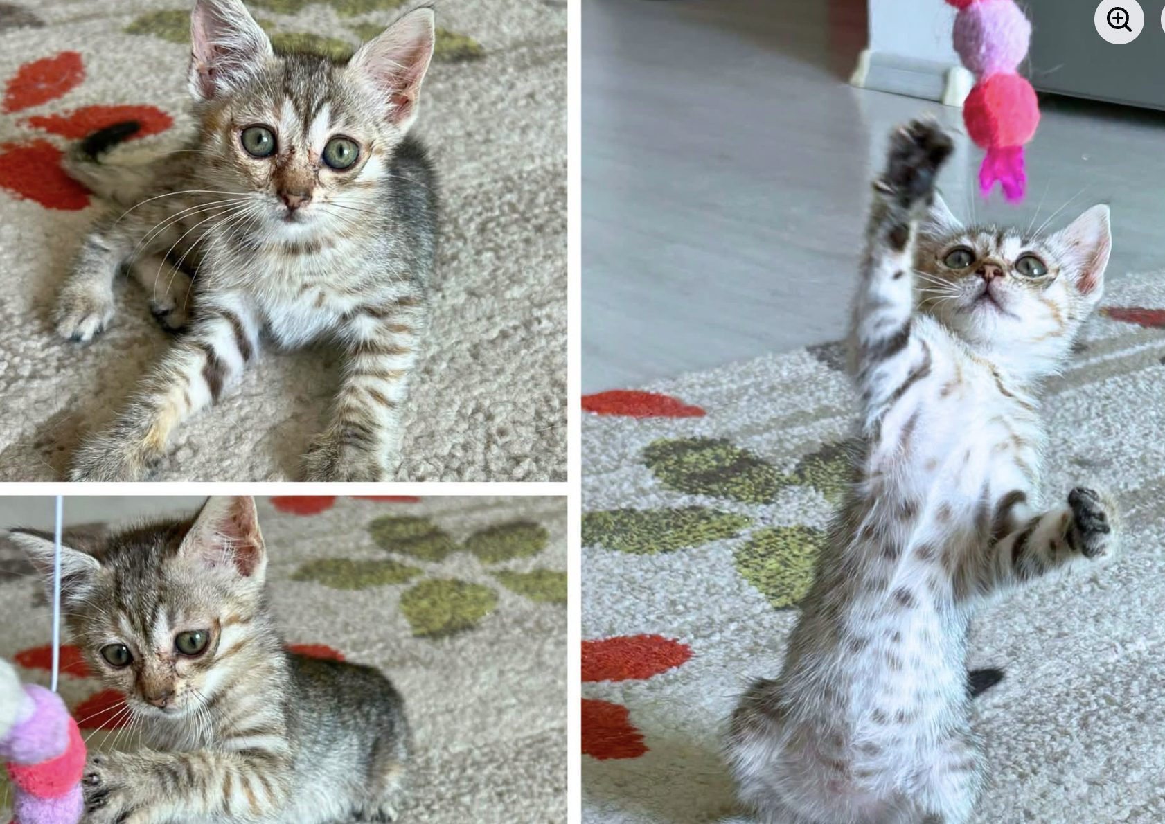 Animal Life Sibiu caută voluntari pentru adăpostul de pisici