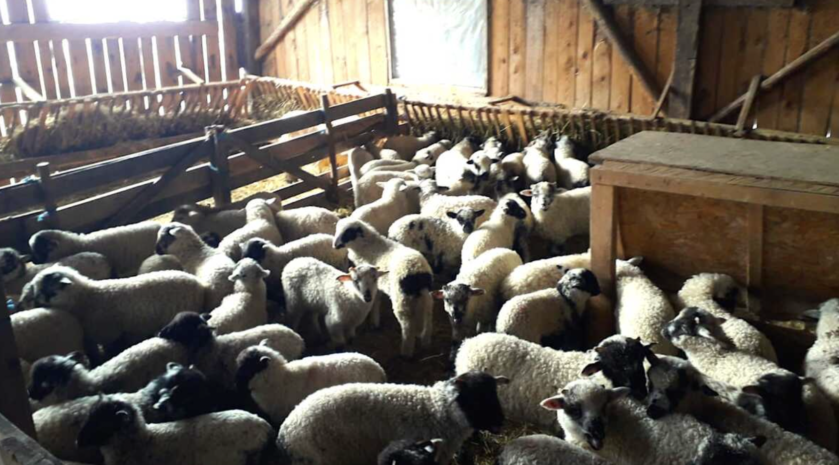 Județul Sibiu, inclus în zona de restricții din cauza pestei micilor rumegătoare