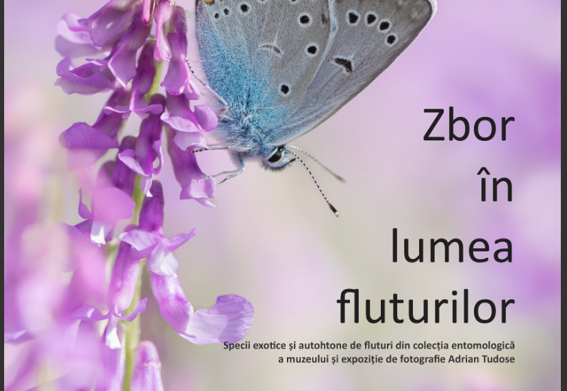 Peste 400 de specii de fluturi și molii, expuse la Muzeul de Istorie Naturală din Sibiu