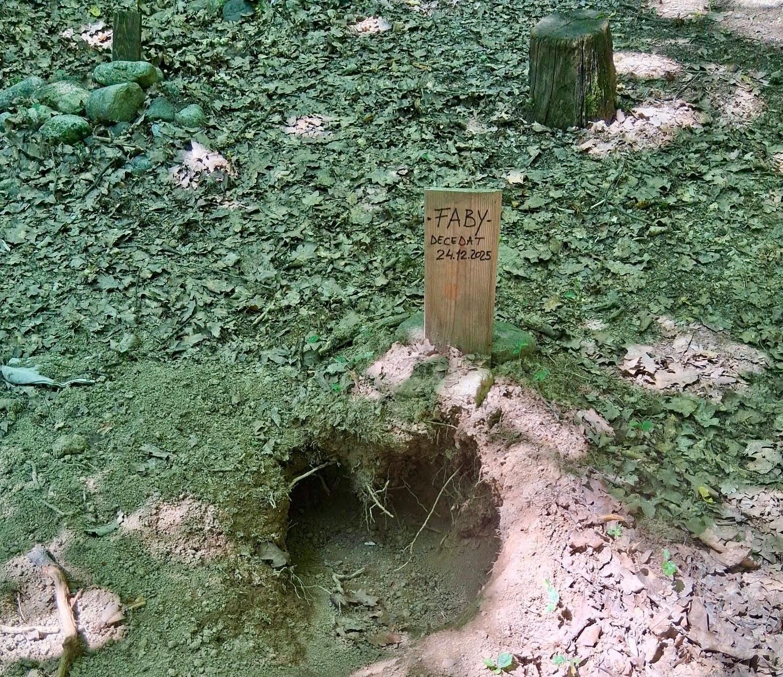 Ipoteză uluitoare: un urs este suspectat că a vandalizat un cimitir de animale