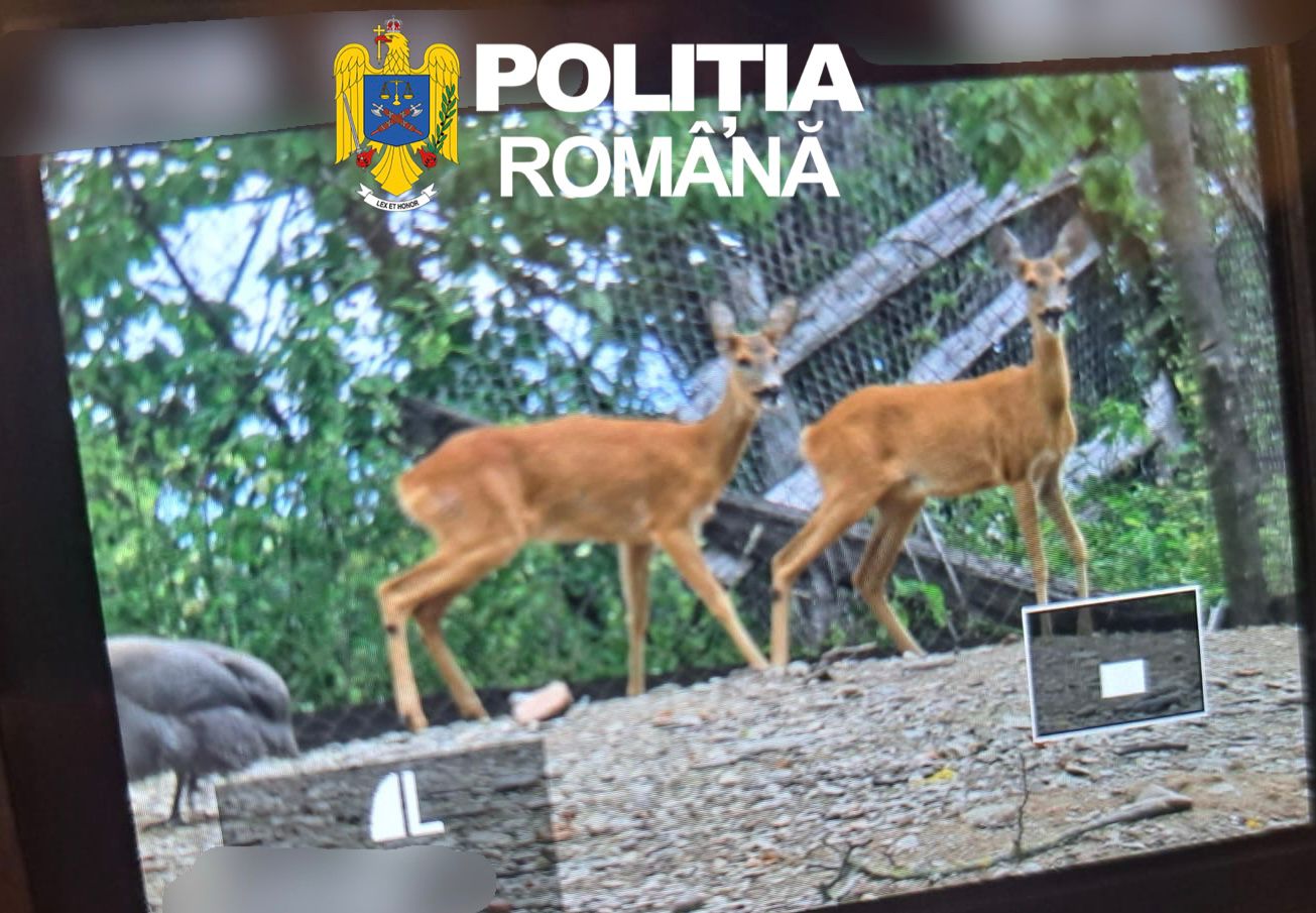 Două căprioare ținute ilegal în captivitate la Porumbacu de Sus au fost salvate și duse la Zoo Sibiu