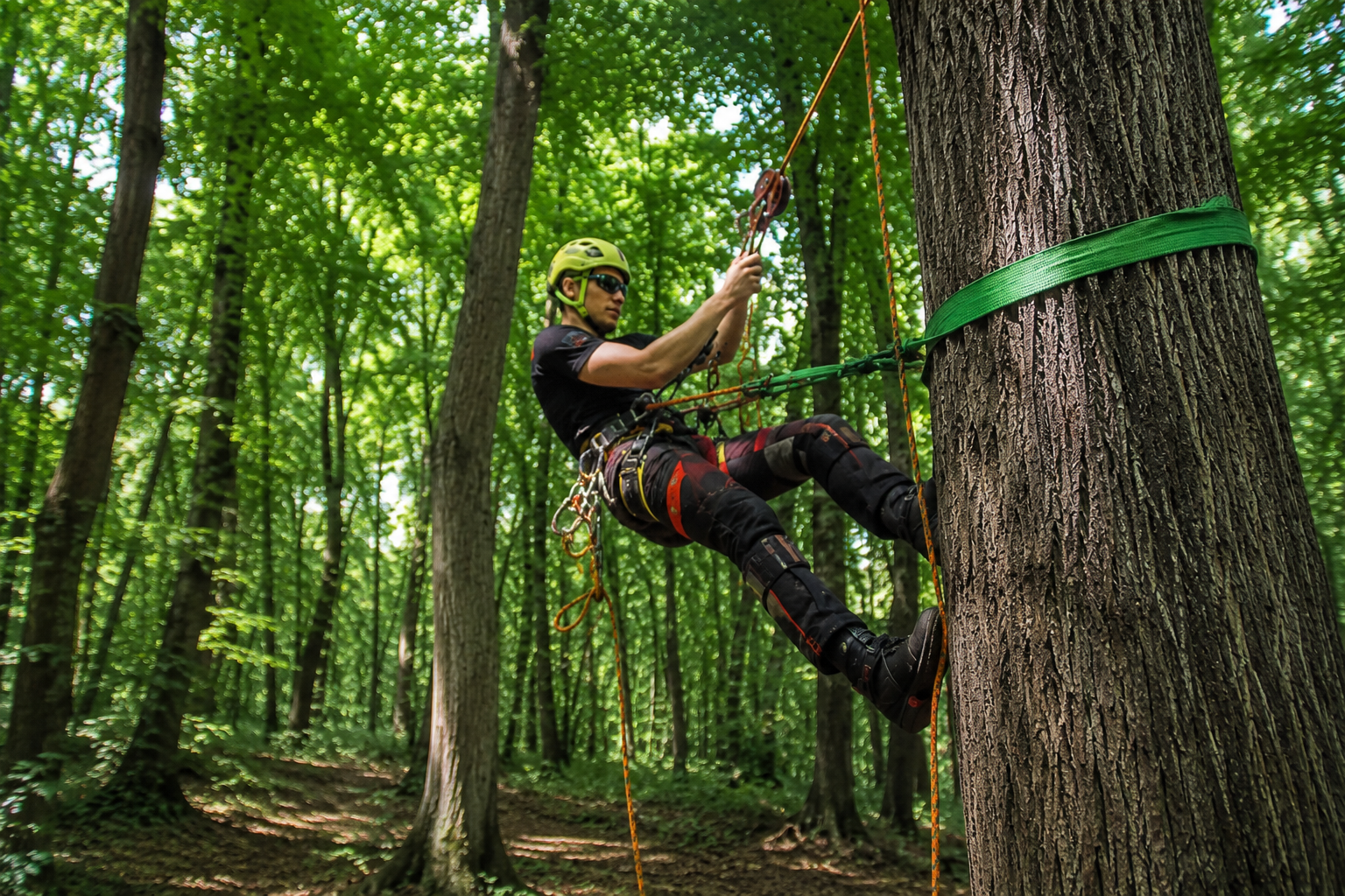 Cei mai buni arboriști din România se întrec la Sibiu, în Campionatul Național de Cățărat în Arbori