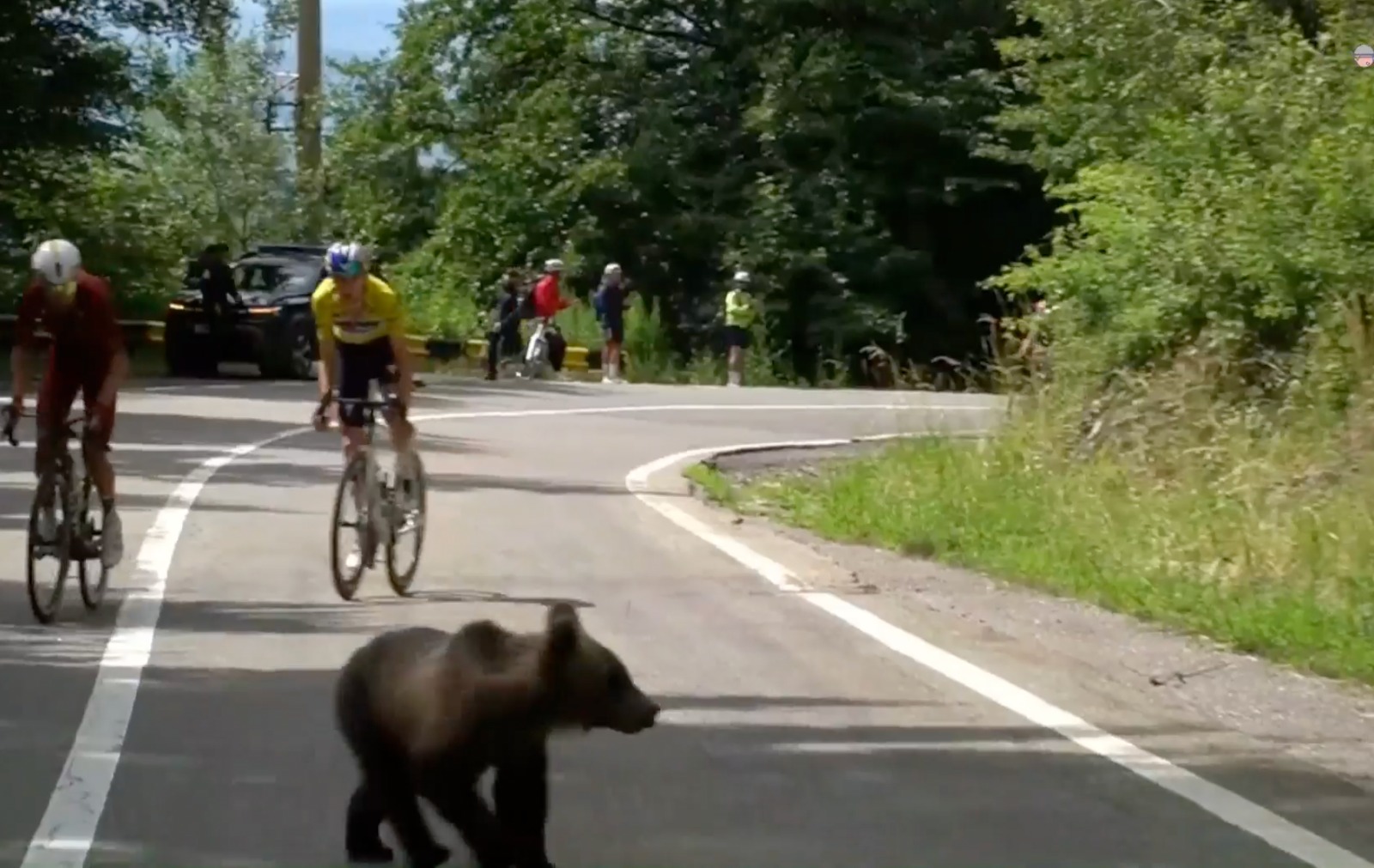 Un urs a traversat prin faţa cicliştilor, pe Transfăgărăşan, la Turul Ciclist al Sibiului
