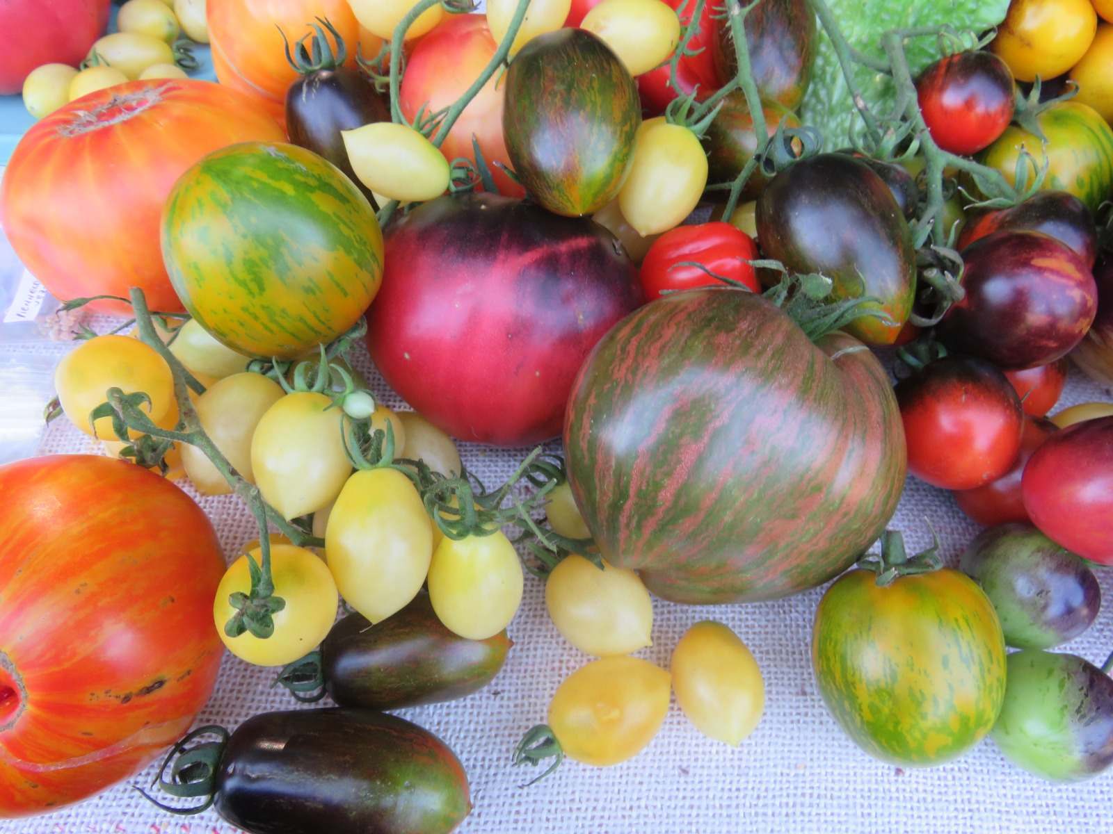 Festivalul tomatelor, la Muzeul ASTRA. 40 de expozanți aduc la Sibiu soiuri de colecție