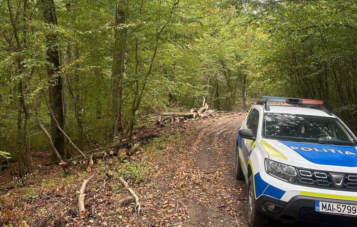 Arest preventiv pentru bărbatul cercetat după tăierea ilegală a 21 de arbori la Roșia
