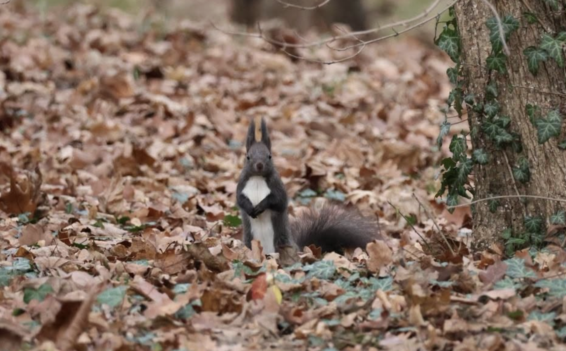 „Vânătoare” de specii în Valea Aurie. Sibienii sunt invitați să descopere natura ascunsă printre blocuri