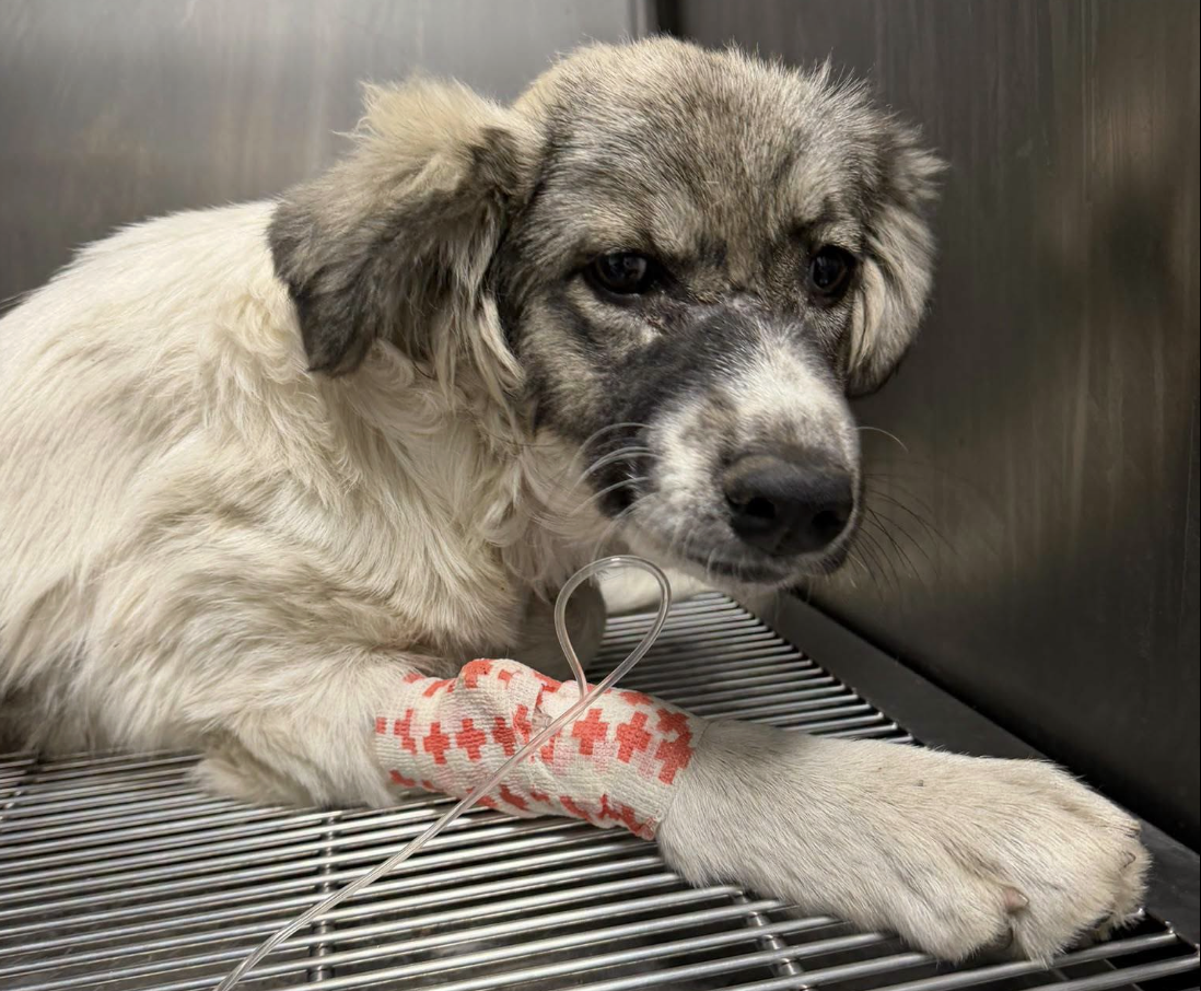 Animal Life Sibiu cere ajutorul comunității: peste 200 de câini și 70 de pisici sunt în grija asociației