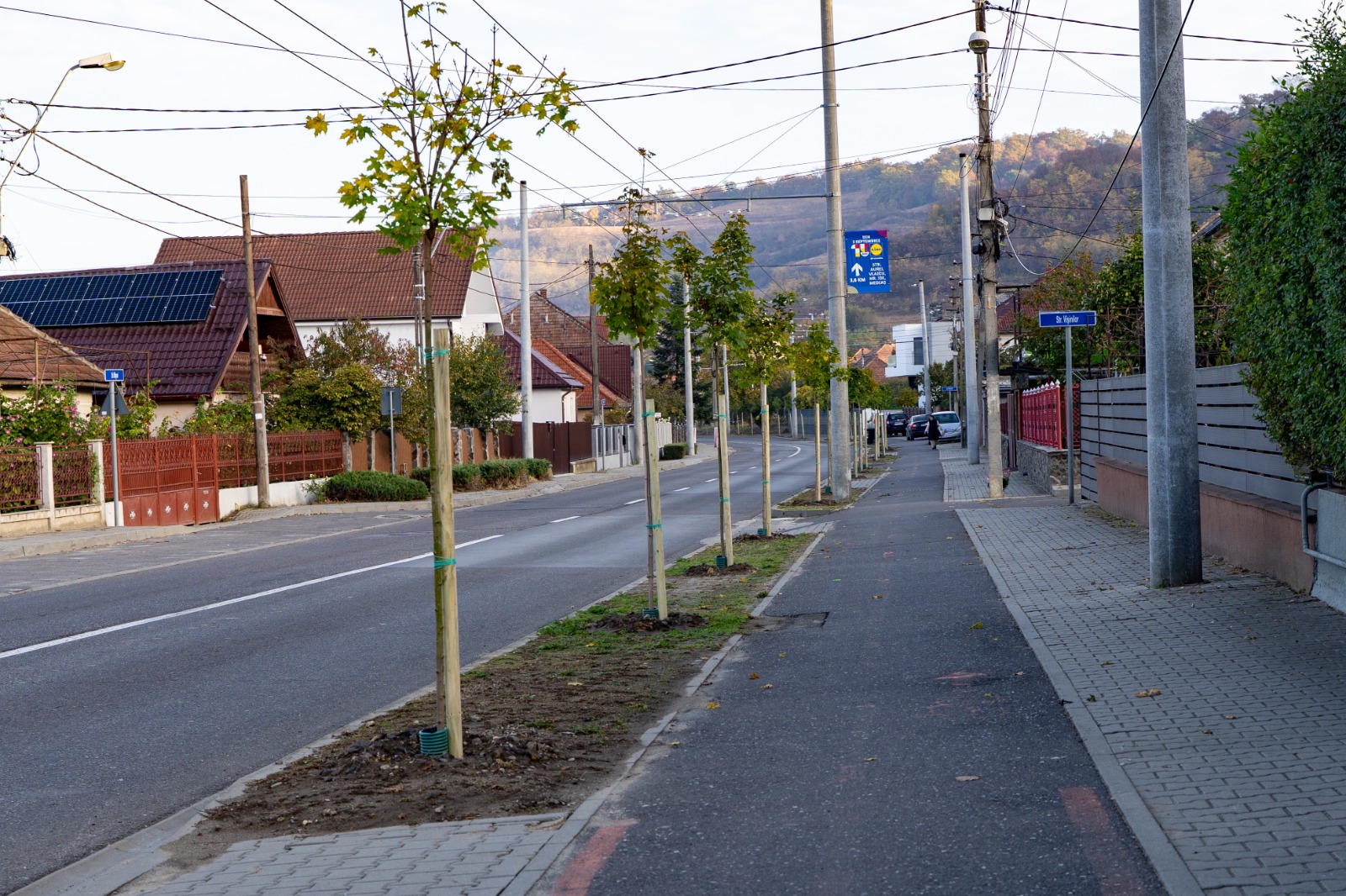 MEDIAȘ: 150 de copaci plantați pe cinci străzi din municipiu, în campania de toamnă