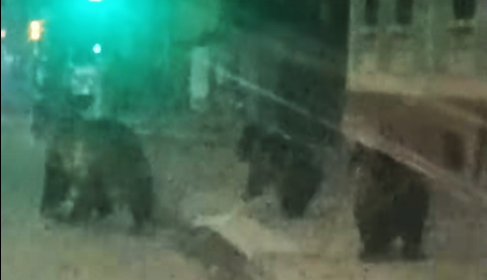 MEDIAȘ: Ursoaică însoțită de doi pui, surprinsă pe strada Aurel Vlaicu | VIDEO